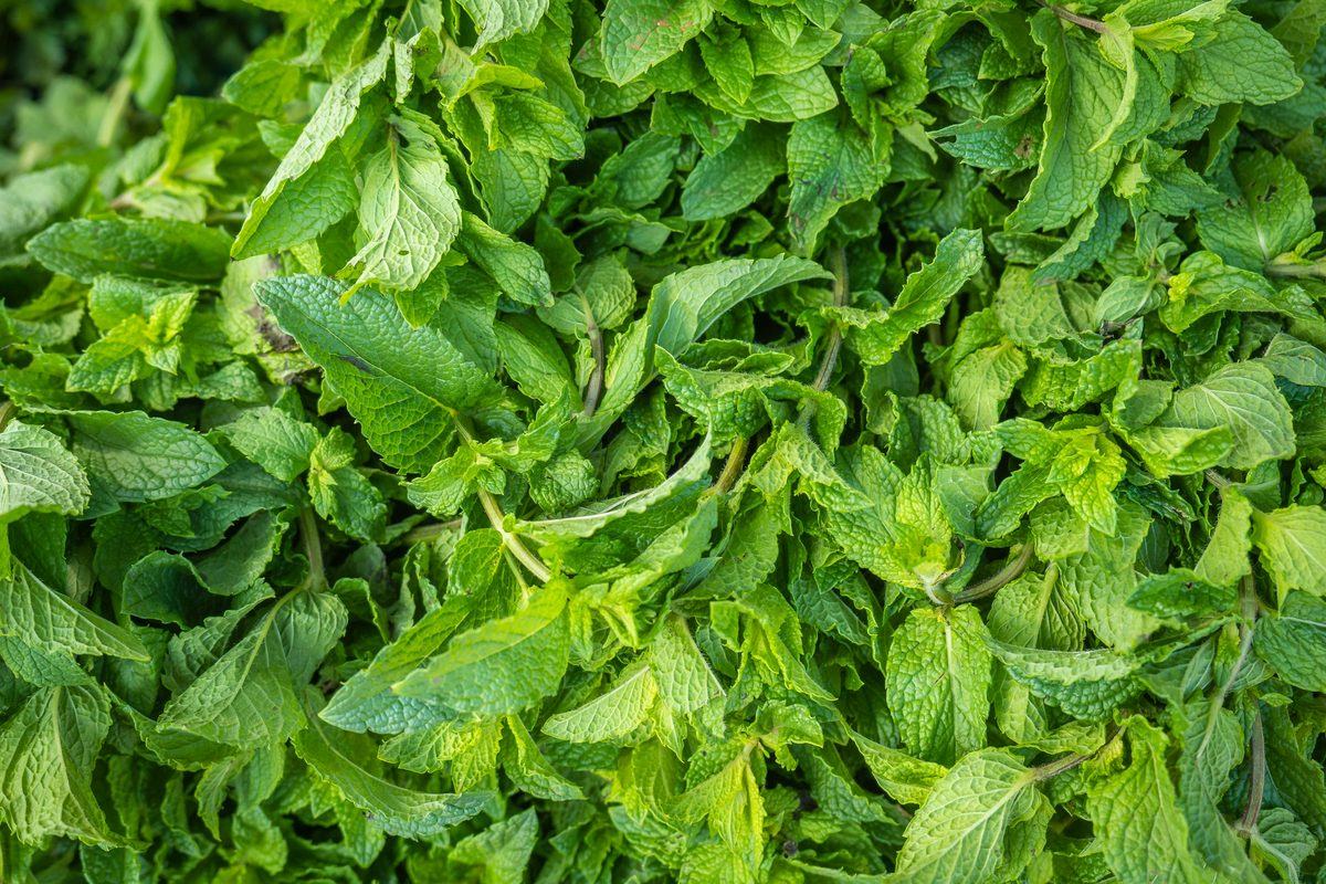 Fresh spearmint leaves, the most researched herb for hormone support.